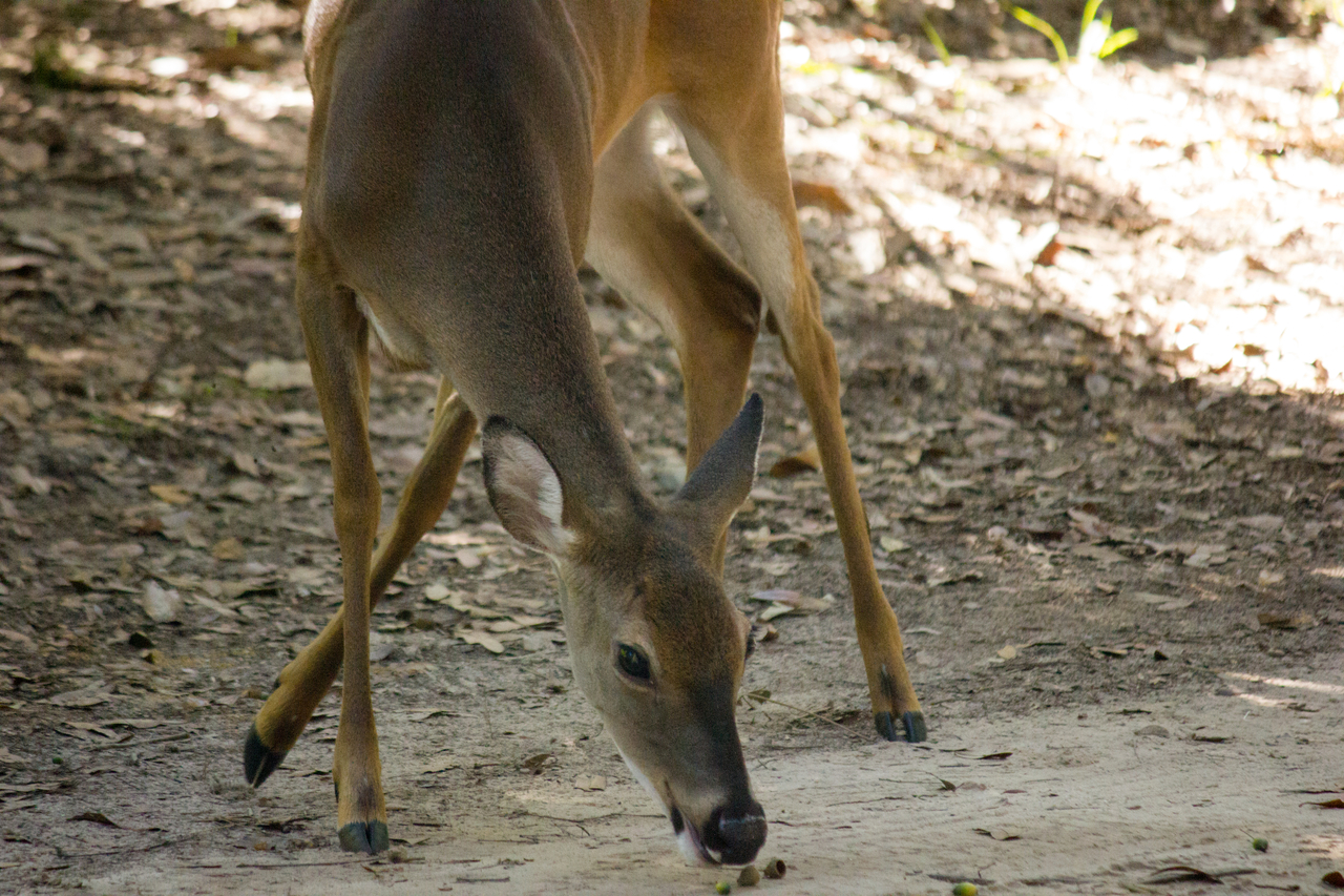 A white-tailed deer (Odocoileus virginianus) passing through the closed Magnolia campground loop on a morning forage with two others.