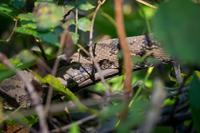 A brown water snake (Nerodia taxispilota) in the vegetation lining Manatee Springs Run at the headspring of Manatee Springs State Park.