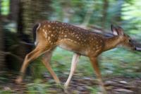 A white-tailed deer (Odocoileus virginianus) fawn passing through our campsite on a late afternoon forage with its mother.