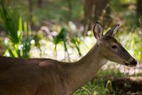 A white-tailed deer (Odocoileus virginianus) passing through our campsite on a morning forage with one other.