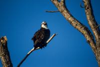 An osprey (Pandion haliaetus) perched in a tree near the end of the Blackpoint Wildlife Drive at Merritt Island National Wildlife Refuge.
