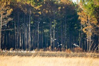 A group of Sandhill Cranes (Grus canadensis) taking to flight from the eastern shore of Lake Johnson at Mike Roess Gold Head Branch State Park.