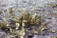 Eastern prickly pear cactus (Opuntia humifusa) in the dry basin marsh footprint of Lake Johnson at Mike Roess Gold Head Branch State Park.