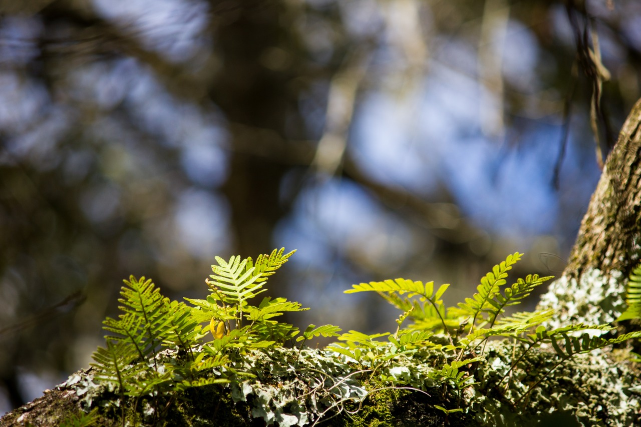 Ferns and moss growing on a tree along the Ravine Ridge Trail at Mike Roess Gold Head Branch State Park.