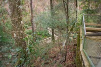 Ravine stairway (1950s) and Fern Loop Trail boardwalk in the steephead ravine at Mike Roess Gold Head Branch State Park.