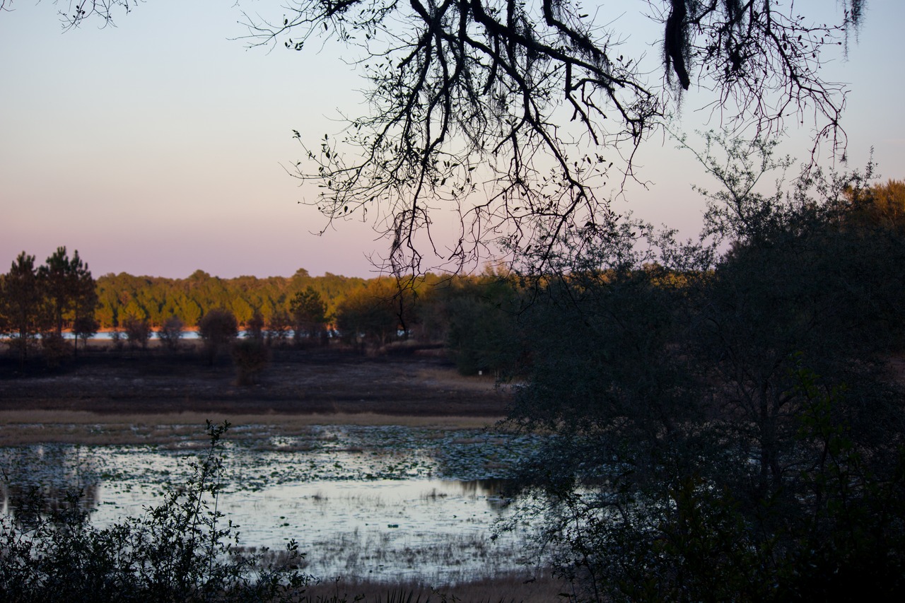 Lake Johnson, dry basin marsh and forest from the Lakeview camping area amphitheatre at Mike Roess Gold Head Branch State Park.