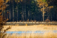 A group of Sandhill Cranes (Grus canadensis) feeding along the eastern shore of Lake Johnson at Mike Roess Gold Head Branch State Park.