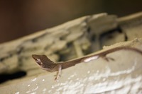 Brown anole lizard (Anolis sagrei) on the wooden frame of a trash receptacle in the grist mill site parking area at Mike Roess Gold Head Branch State Park.