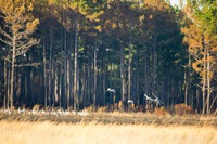A group of Sandhill Cranes (Grus canadensis) taking to flight from the eastern shore of Lake Johnson at Mike Roess Gold Head Branch State Park.
