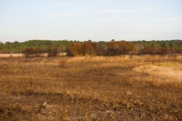 Bushes in the dry basin marsh of Lake Johnson used as shelter by white-tailed deer at Mike Roess Gold Head Branch State Park.