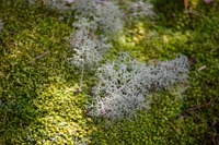 Lichens and moss growing on a piece of wood along the Ravine Ridge Trail at Mike Roess Gold Head Branch State Park.