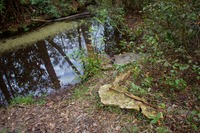 Concrete and metal fragments from the nineteenth century grist mill that once operated on Gold Head Branch stream along the Loblolly Loop Trail at Mike Roess Gold Head Branch State Park.