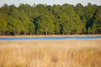 Dry basin marsh, blue waters of Lake Johnson and forest beyond at Mike Roess Gold Head Branch State Park.