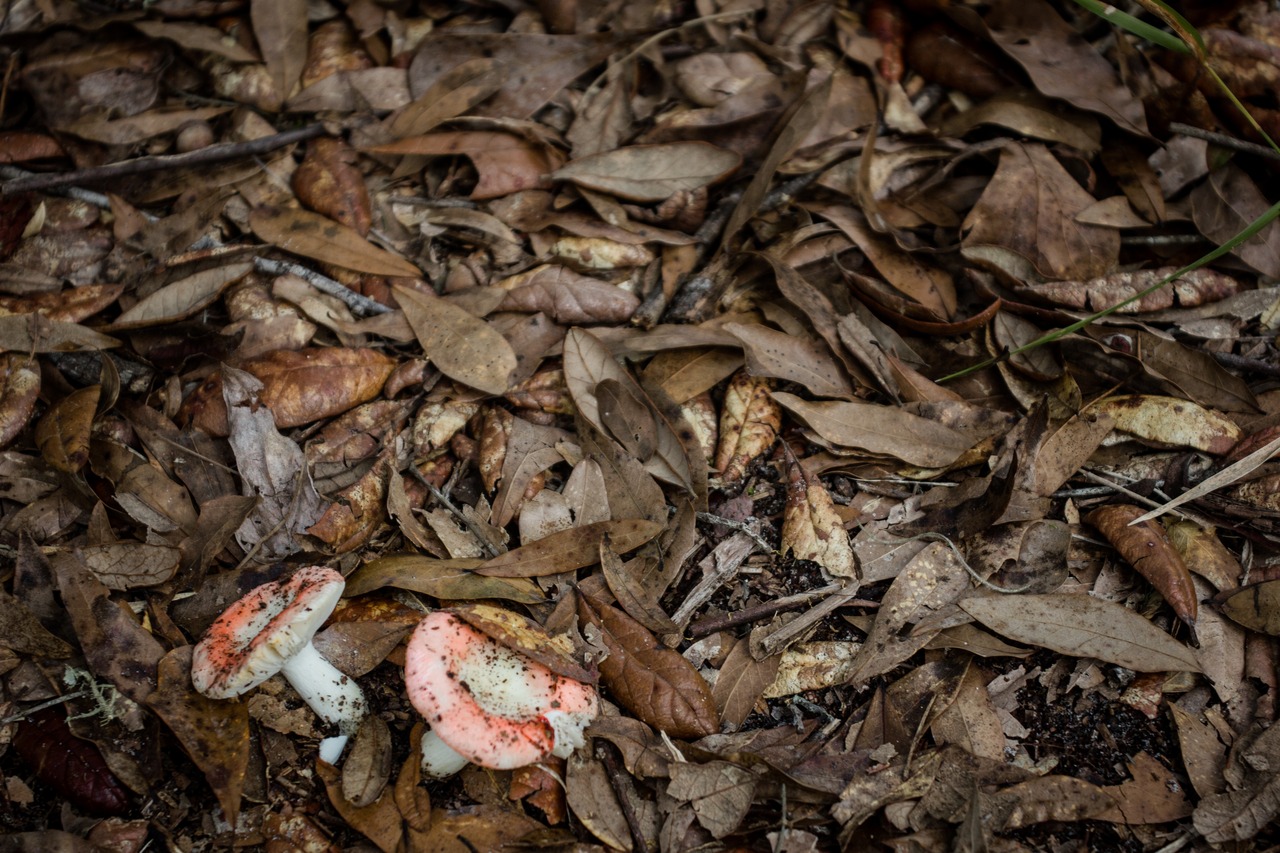 Two small white mushrooms with pinkish caps in the leaves along the Loblolly Loop Trail at Mike Roess Gold Head Branch State Park.