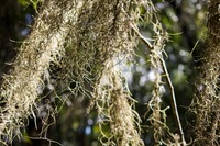Spanish moss (Tillandsia usneoides) hanging on a tree along the Ravine Ridge Trail at Mike Roess Gold Head Branch State Park.