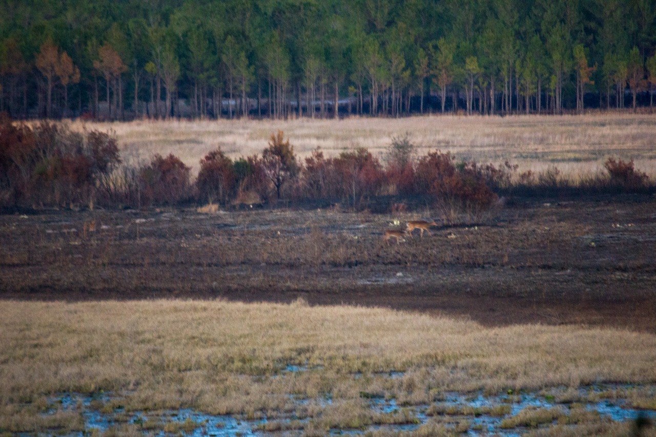 Several white-tailed deer (Odocoileus virginianus) walking south through the dry basin marsh of Lake Johnson from the Lakeview camping area amphitheatre at Mike Roess Gold Head Branch State Park.