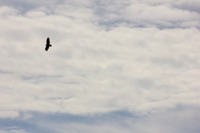 Turkey vulture (Cathartes aura) circling in the skies above Pebble Lake from the overlook pavilion near the picnic area at Mike Roess Gold Head Branch State Park.