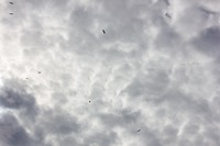 Several turkey vultures (Cathartes aura) circling in the skies above Lake Johnson at Mike Roess Gold Head Branch State Park.