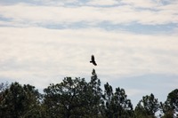 Turkey vulture (Cathartes aura) circling in the skies above Pebble Lake from the overlook pavilion near the picnic area at Mike Roess Gold Head Branch State Park.