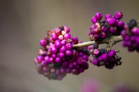 Clusters of sickly purple berries on an American beautyberry (Callicarpa americana) shrub at Site 71 in the Lakeview camping area at Mike Roess Gold Head Branch State Park.