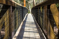 Looking east from the swinging wooden suspension bridge (1935–1936) across the Santa Fe River at O'Leno State Park.