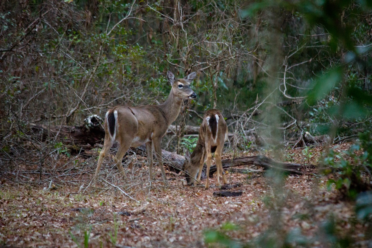 White-tailed deer (Odocoileus virginianus) mother and fawn foraging in the woods near the parking lot at O'Leno State Park.