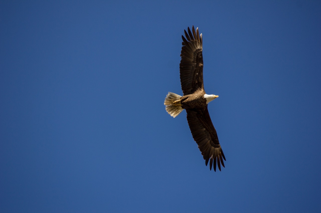 A Bald Eagle (Haliaeetus leucocephalus) chases and tries to steal a fish from a light morph Short-tailed Hawk (Buteo brachyurus) in the skies above Paynes Prairie Preserve State Park.