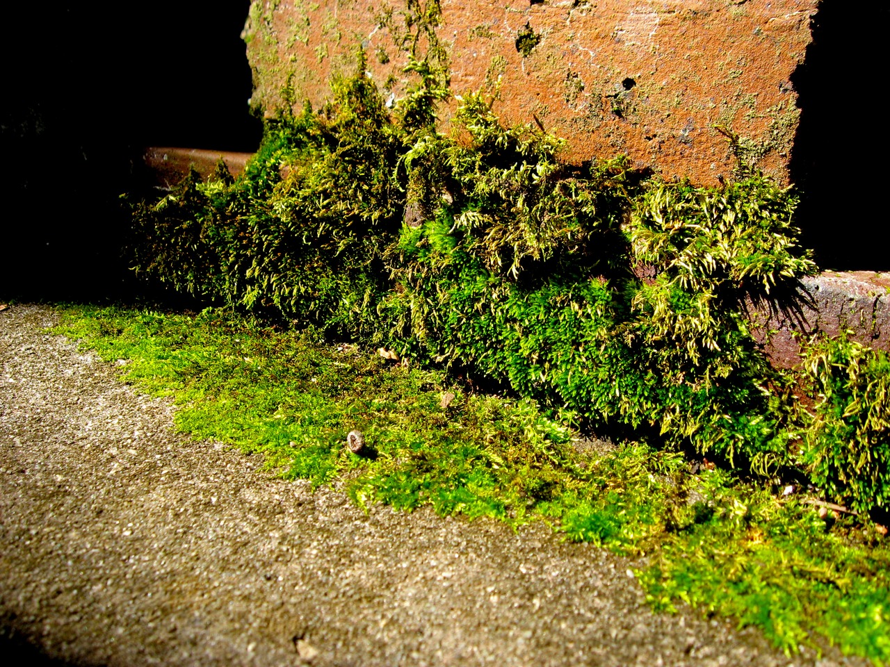 Moss on a bench in the Family Cemetery (1827) at Pebble Hill Plantation.