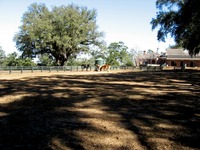 Stable Complex (1928) horse paddock at Pebble Hill Plantation.