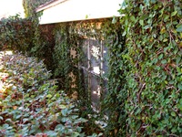 Fig vines on the brick side building in the Family Cemetery addition (1932) at Pebble Hill Plantation.