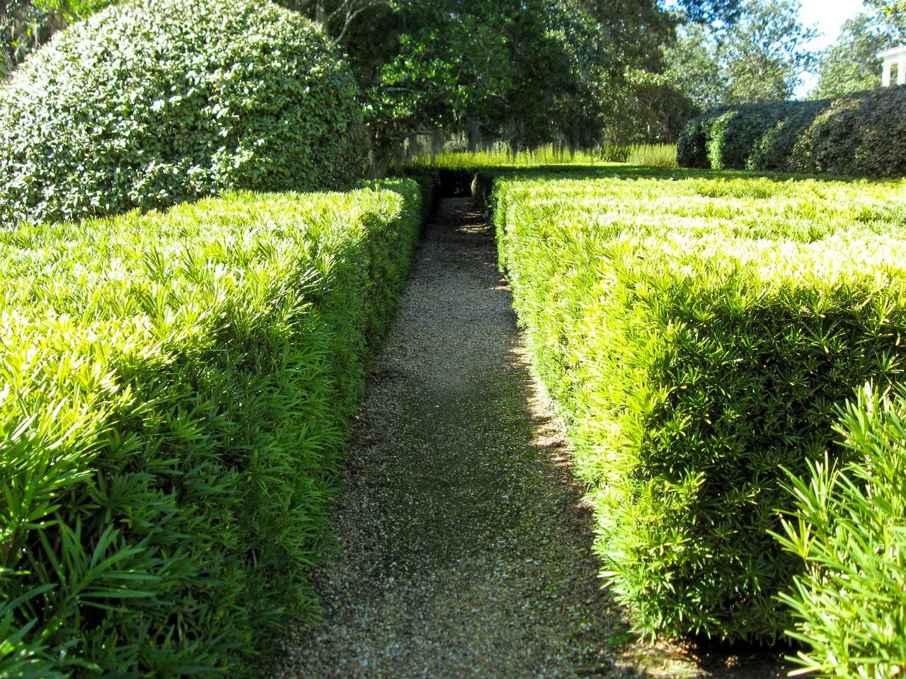 Walking the Maze adjacent to the Arbor Tunnel at Pebble Hill Plantation.