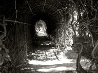 Looking east down the Arbor Tunnel at Pebble Hill Plantation.
