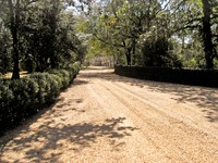 Gravel road to the front gate from near the main house (1936) at Pebble Hill Plantation.