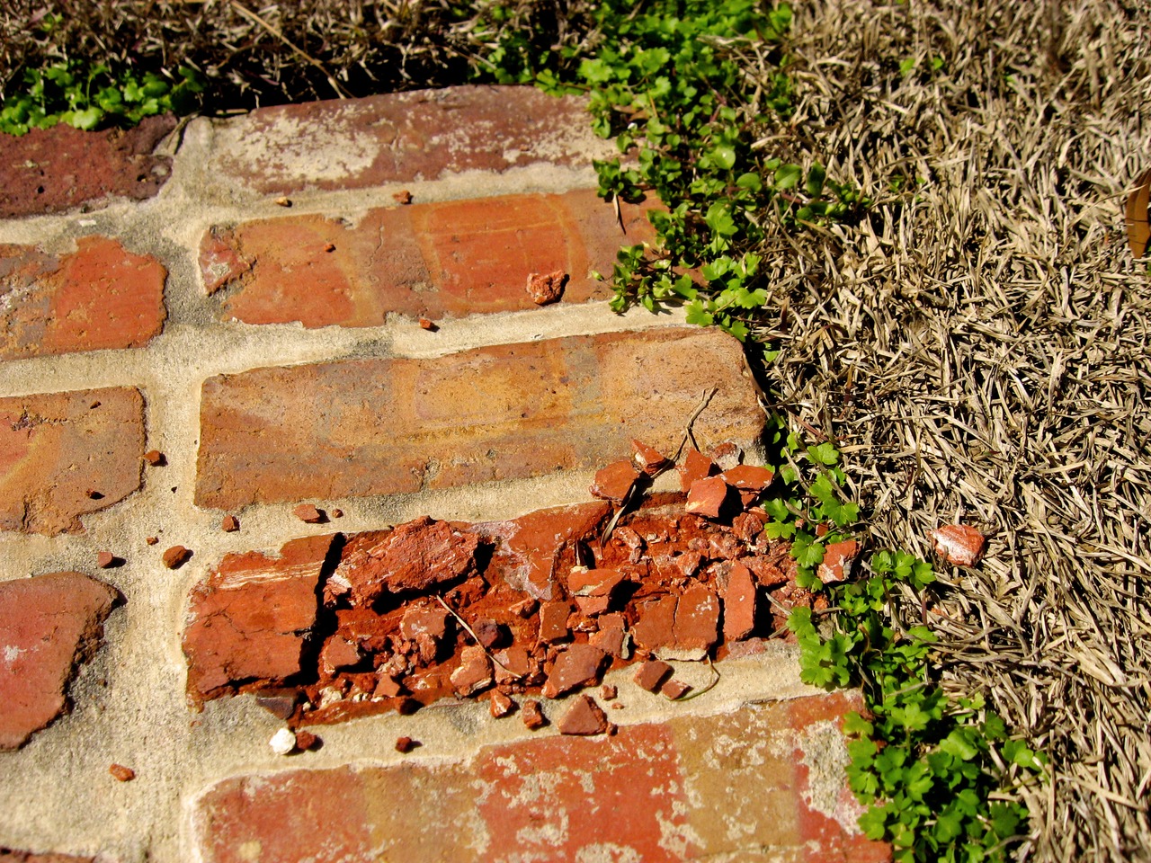 Broken brick in the Kitchen Garden (1917) walking path at Pebble Hill Plantation.