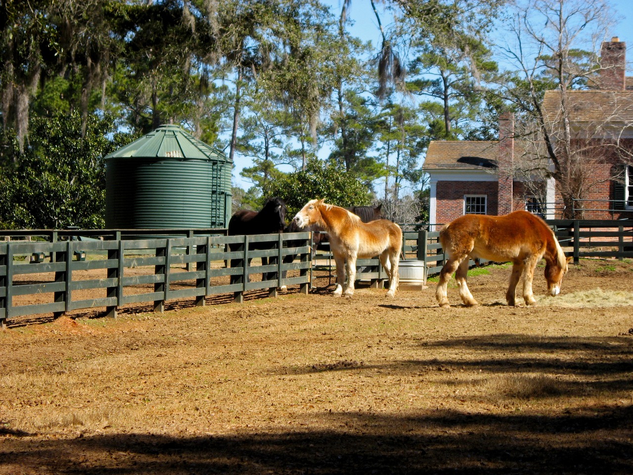 Horses at the Stable Complex (1928) paddock at Pebble Hill Plantation.