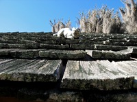 Cat statue on the roof of the Log Cabin School (1901) at Pebble Hill Plantation.