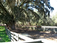 Stable Complex (1928) paddock at Pebble Hill Plantation.