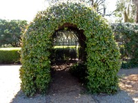 Eastern entrance to the Arbor Tunnel at Pebble Hill Plantation.