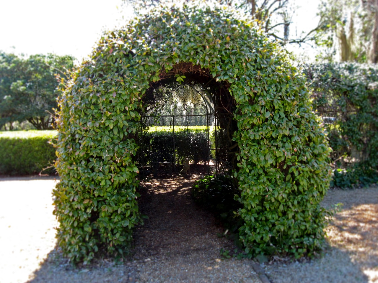Eastern entrance to the Arbor Tunnel at Pebble Hill Plantation.
