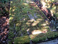 Moss covered brick burial vault in the Family Cemetery (1827) at Pebble Hill Plantation.