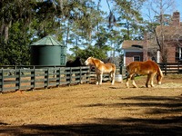 Horses at the Stable Complex (1928) paddock at Pebble Hill Plantation.