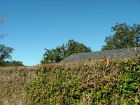 A building roof seen beyond the back wall of the Tennis Court at Pebble Hill Plantation.