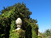 Pineapple finials on the fig vine covered walls of the Tennis Court at Pebble Hill Plantation.