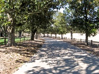Tree-lined road to the parking lot at Pebble Hill Plantation.