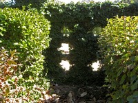 Holes in the fig vine covered wall separating the Family Cemetery addition (1932) and Tennis Court at Pebble Hill Plantation.