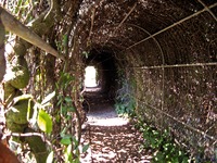Looking west down the Arbor Tunnel at Pebble Hill Plantation.