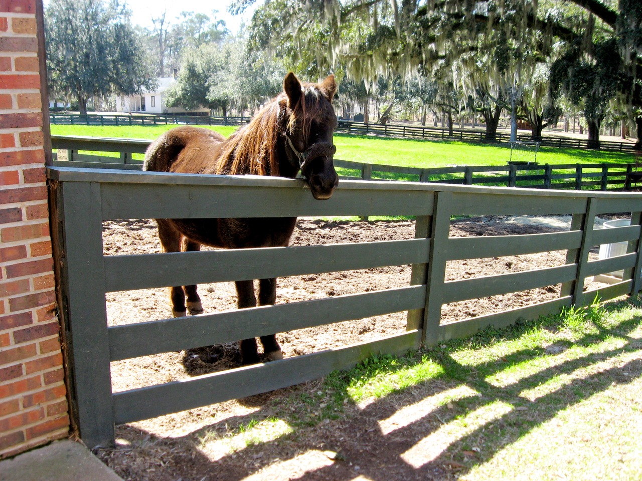 Curious horse at the Stable Complex (1928) paddock at Pebble Hill Plantation.