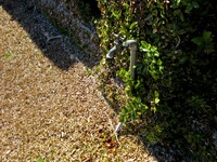 Water spigot against the fig vine covered walls of the Tennis Court at Pebble Hill Plantation.