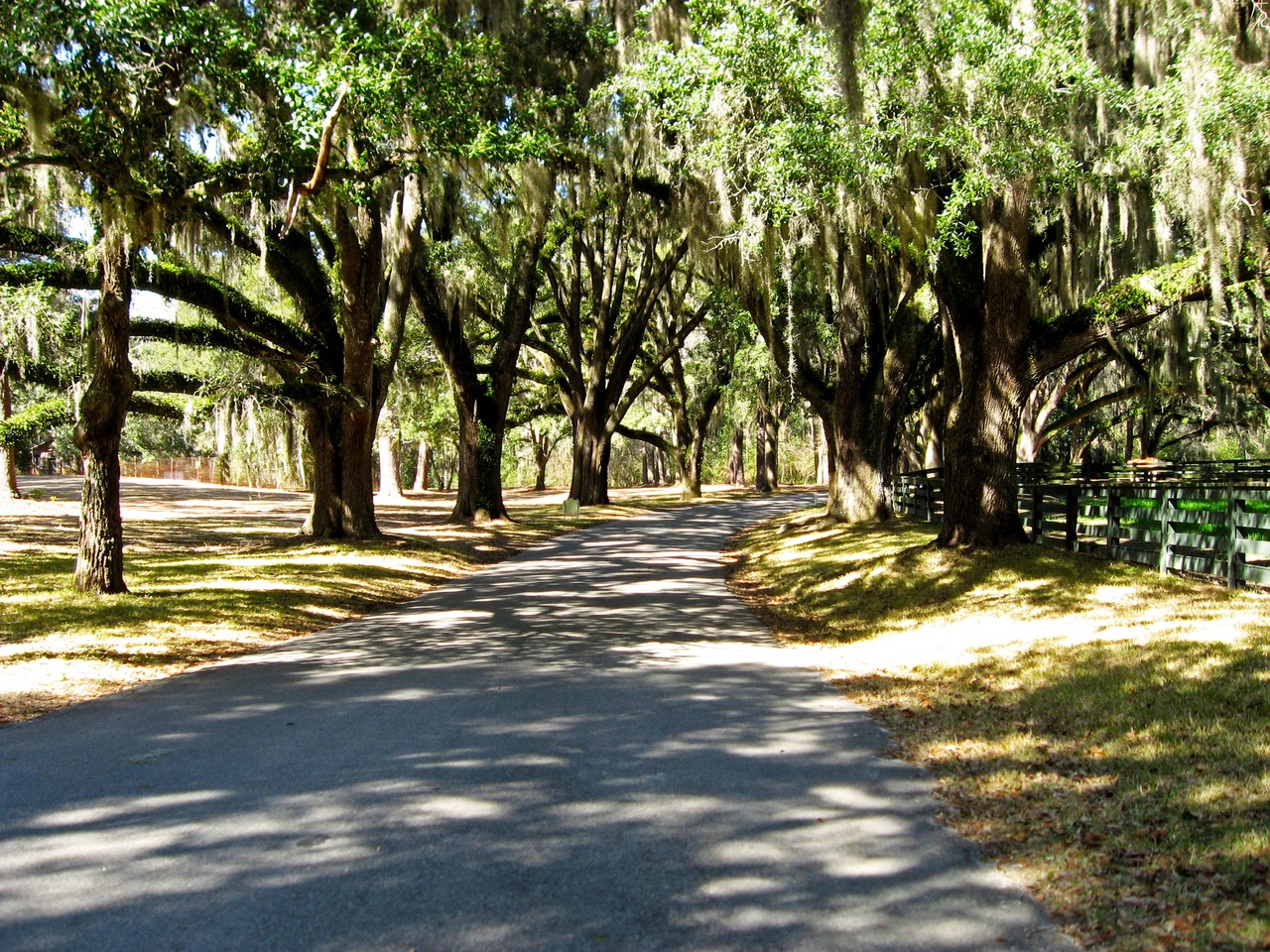 Canopy road west of the Stable Complex (1928) at Pebble Hill Plantation.