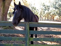 Curious horse at the Stable Complex (1928) paddock at Pebble Hill Plantation.